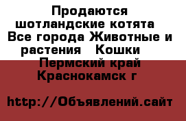 Продаются шотландские котята - Все города Животные и растения » Кошки   . Пермский край,Краснокамск г.